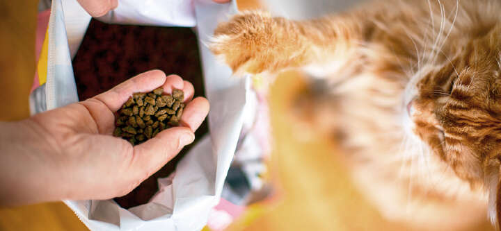 themenwelt themeneinstieg sinnvolles katzenfutter fuettern 1600x740